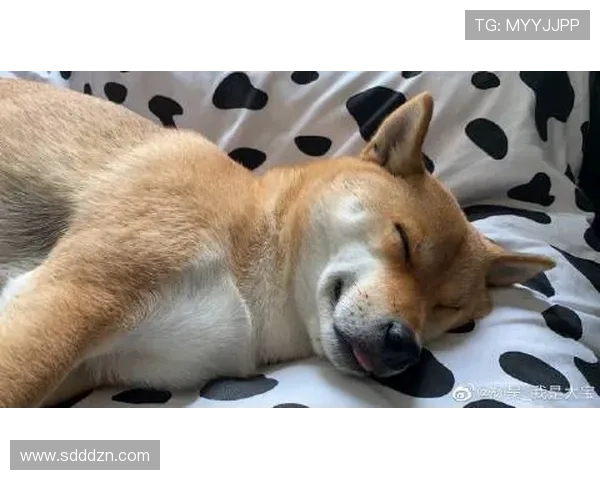 杨昊家的狗都比我会理财